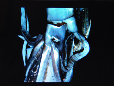 Des prises de vue impressionnantes sur le site de NPR (photo DR)