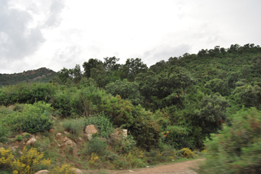 Les maquis de Kabylie infestés par des bandes de criminels (photo Dahmane Soudani)