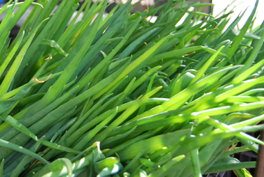 Une journée pour une agriculture soucieuse de l'environnement (photo Dahmane Soudani)