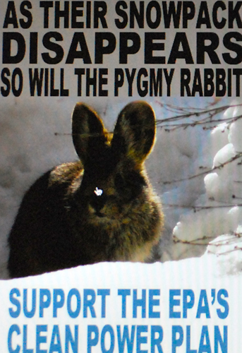 La lapin nain victime de la pollution au carbone (photo écran illustration EDF-DR)