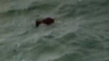 Peut-être un corps humain (photo écran Berita Satu)