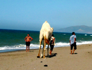Dromadaire-sur-plage-DS-1
