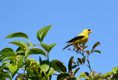 American-Goldfinch-DS-